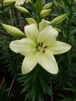 [5066 Ercolano No01.JPG]